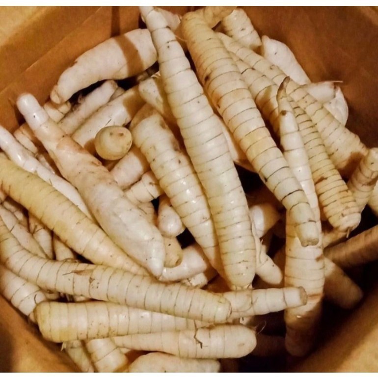 

Umbi garut-umbi terigu-sagu segar 1kg COD kualitas premium