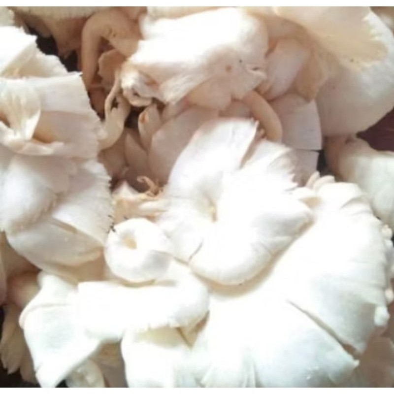 

jamur tiram 200gram fresh organik (RAS)