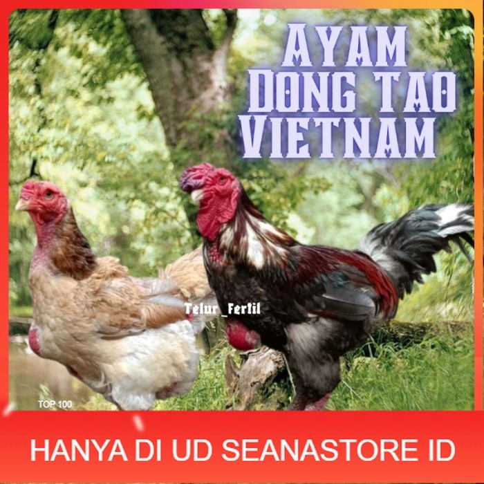 

telur ayam dong tao vietnam ori bisa untuk di tetaskan vertil original berkualitas UD SEANASTORE ID