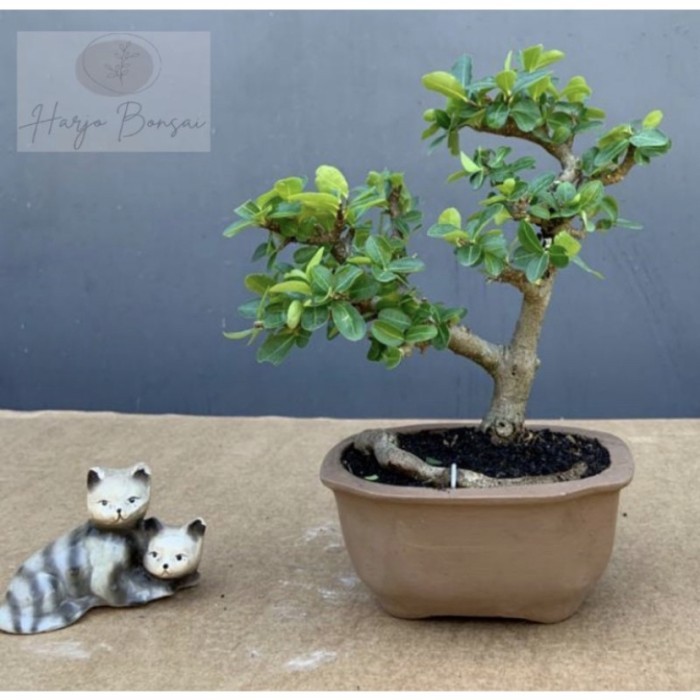 bonsai sianci Cherry Barbados sudah jadi imut +pot semua produk foto