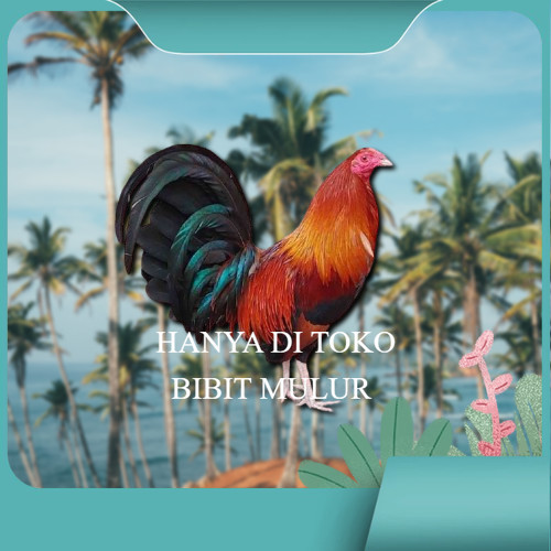 

telur ayam philipin asli AK47 bisa untuk di tetaskan ori vertil