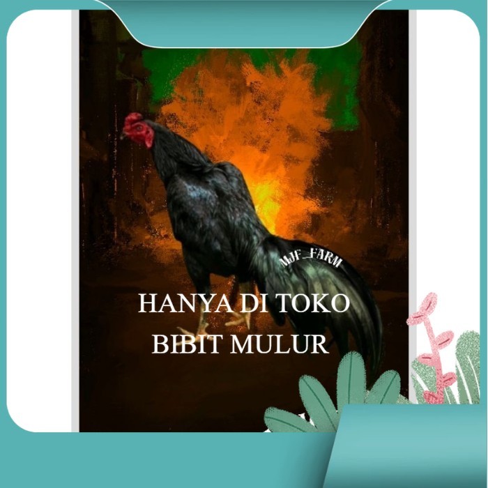 

Telur Ayam Pakhoy X Pama Vertil Siap Di Tetaskan Jaminan Super Oiginal Bergaransi bibit.mulur