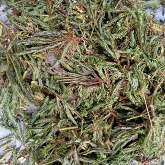 

Gelaskosong11 50gr Daun Putri Malu Kering Putrimalu Bahbangun Jamuherbal