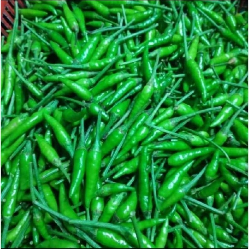 BENIH CABAI RAWIT HIJAU UNGGUL super benih tanaman cabai rawit hijau