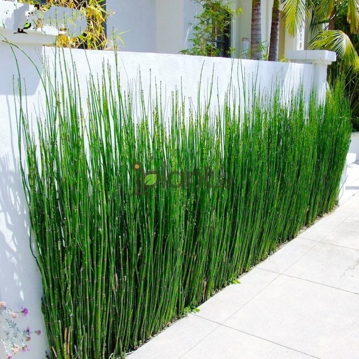 Tanaman Hias Bunga Bambu Air - Tanaman Bambu Air Rimbun Dan Tinggi - Tanaman Bamboo Water Plant