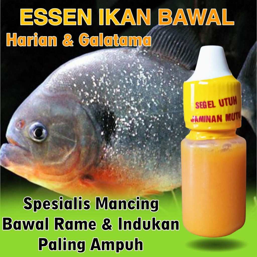 Essen Ikan Bawal Harian,Essen Ikan Bawal Galatama, Essen Ikan Bawal Amis Gurih