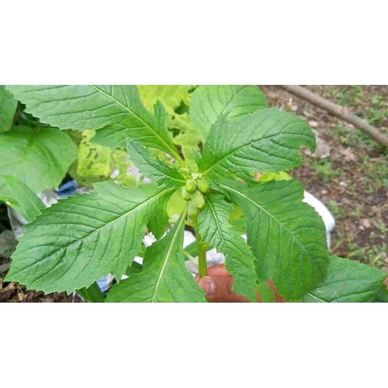 

| DAUN SINTRONG SEGAR LANGSUNG PETIK 100 GRAM |