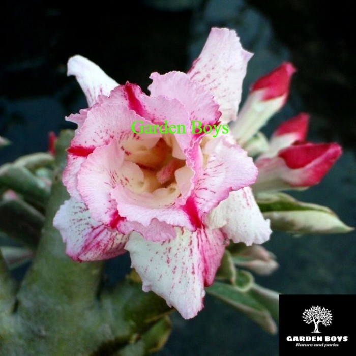 

bibit adenium white blood red - bunga tumpuk