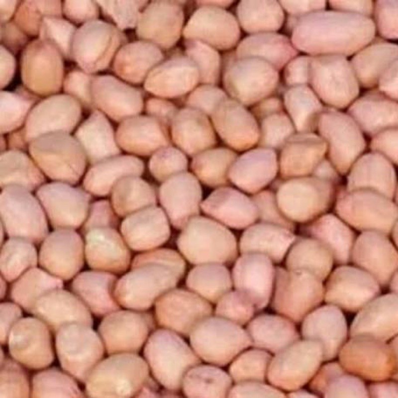 

Kacang Tanah Tuban Bersih Mentah Super 1Kg