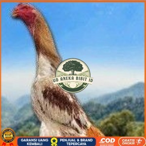 

TELUR SHAMO ORI JAPAN (TERLARIS) UD ANEKA BIBIT ID