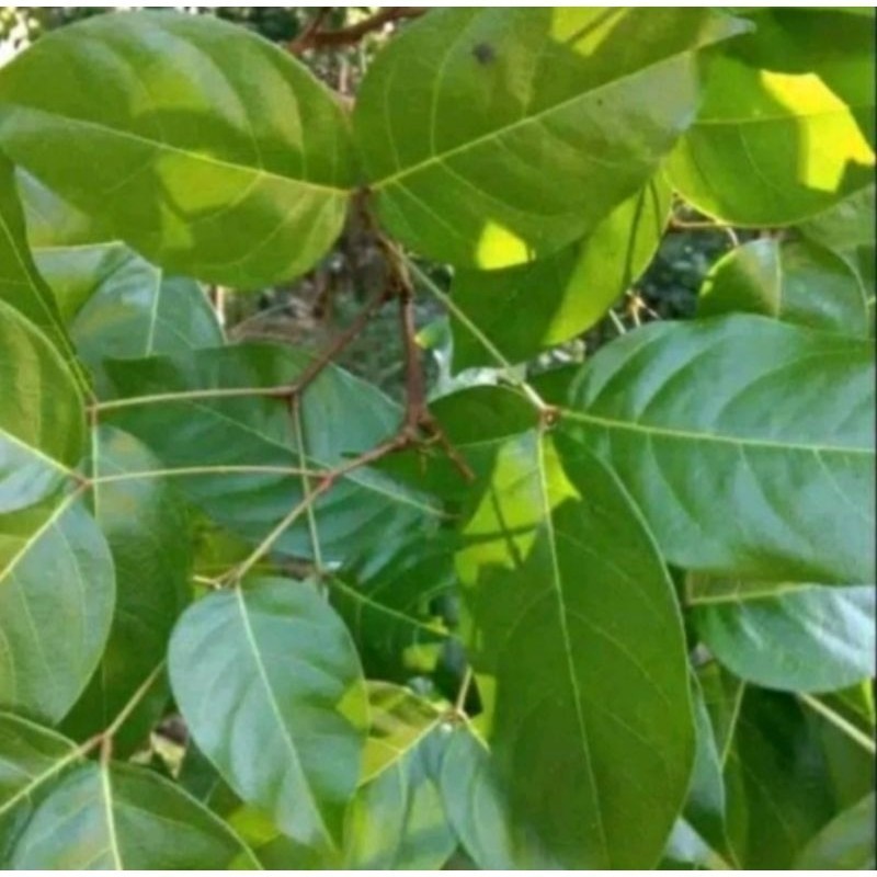 

jual daun jengkol segar herbal obat tradisional 250gram