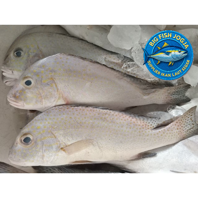 

Ikan Kaci Segar Ikan Kakap Kaci Utuh Ikan Laut Basah Segar 1Kg