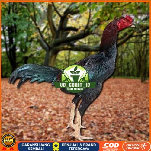 

Telur Ayam Pakhoy Vertil Siap Di Tetaskan Jaminan Super Oiginal Bergaransi UD_GOBIT_ID