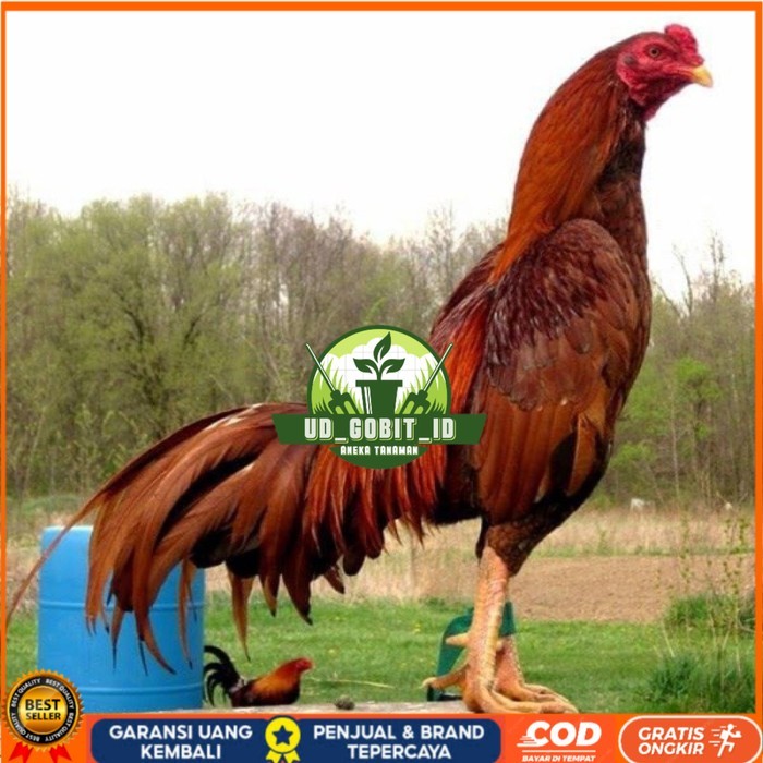 

3 EKOR TELUR BIRMA SUPER PROMO MURAH (COD) original berkualitas UD_GOBIT_ID