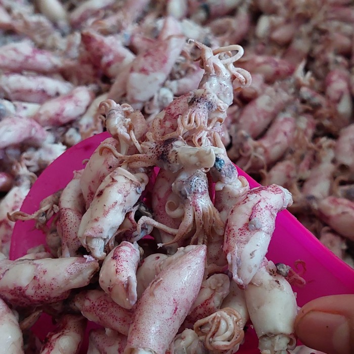 

JAMIN MURAH !!!cumi baby asin 1kg/baby cumi asin 1kg - baby 1-3 cm(BISA LANGSUNG ORDER)
