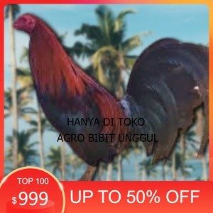 

telur ayam philipin import AK47 bisa untuk di tetaskan agro.bibit.unggul