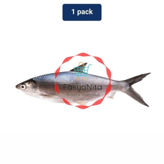 

Bandeng 1 Pack (450-550 gr) - Fasyanita Denpasar