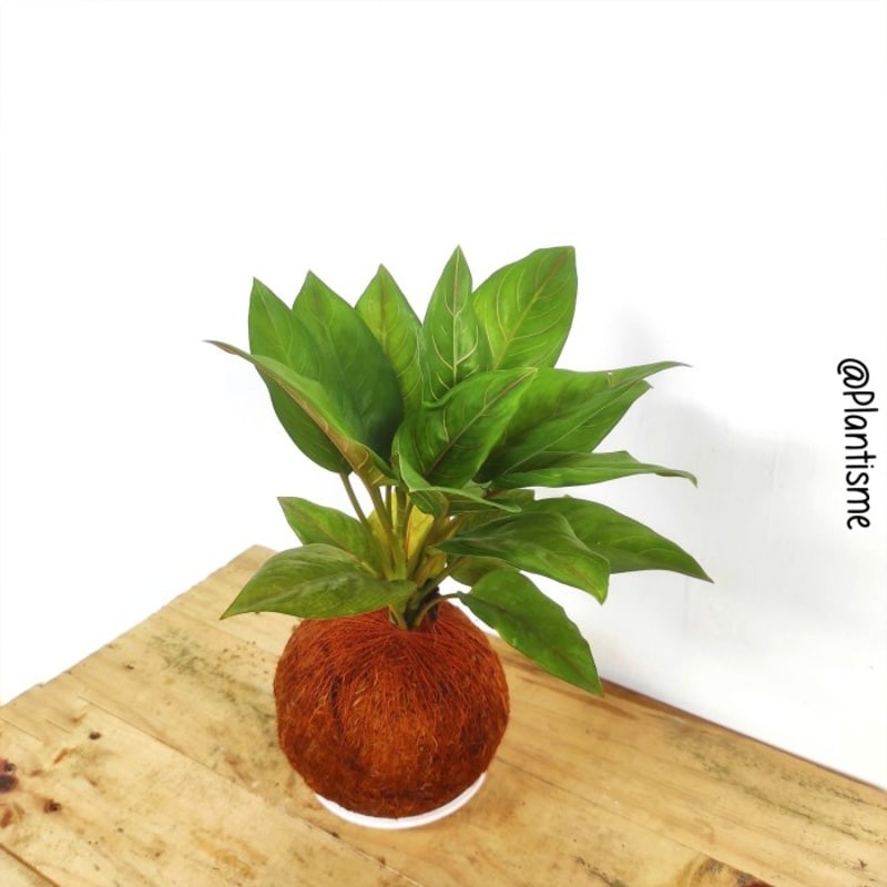 Kokedama - Aglaonema Rotundum Aglonema Red Tiger - w/ Tatakan