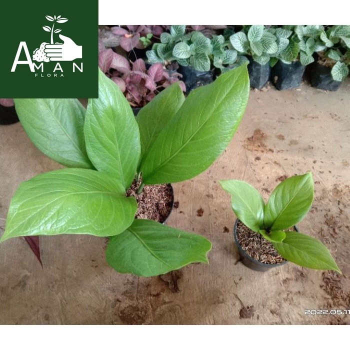 # ( BISA COD ) PROMO Anthurium Jenmani Supernova / Tanaman Hias Anturium Jemani Cobra Super Nova / T