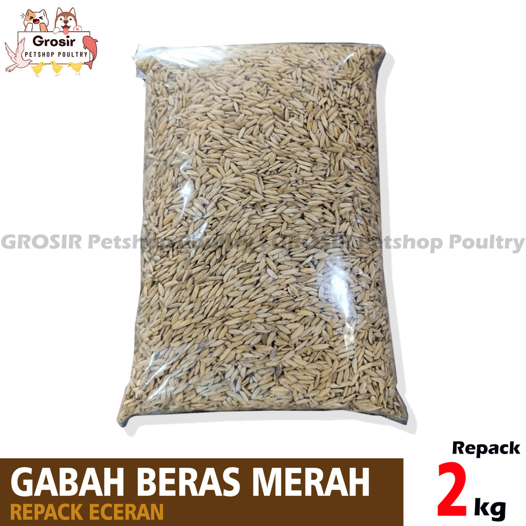 2 KG GABAH PADI BERAS MERAH MURAH PAKAN AYAM DAN BURUNG