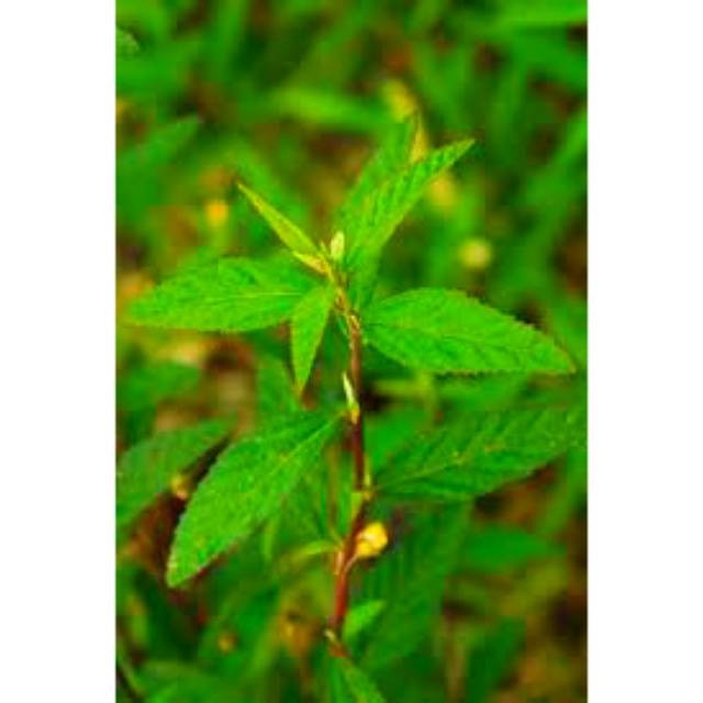 

Termurah Daun tanaman sidaguri jantan 500gram daun segar herbal siap oetik ke kebun