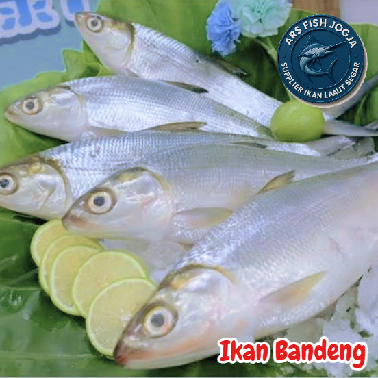 

Ikan Bandeng Utuh Beku 1kg isi 4-5 ekor