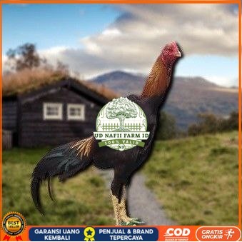 

telur tetas ayam shamo petarung UD NAFII FARM ID