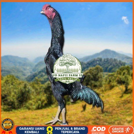 

telur ayam shamo jepang ori petarung juara bisa di tetaskan UD NAFII FARM ID