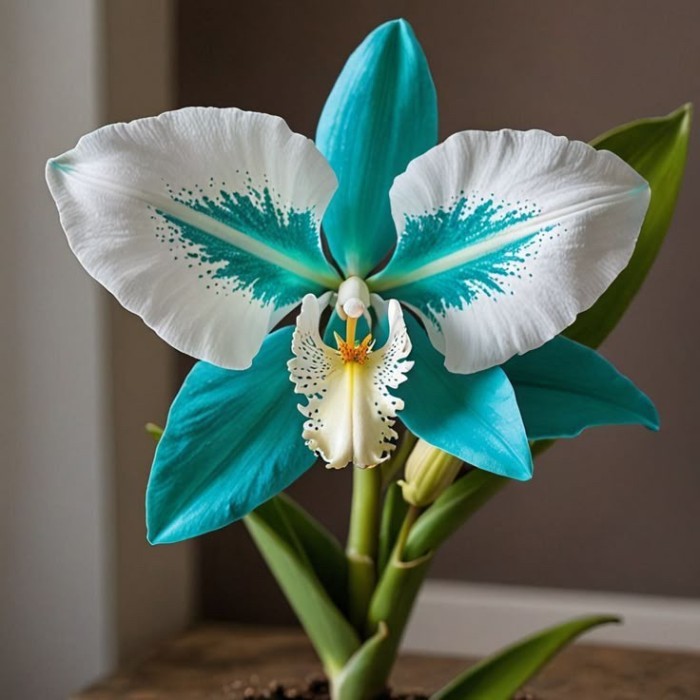 Anggrek dendrobium import - Anggrek dendrobium blue people