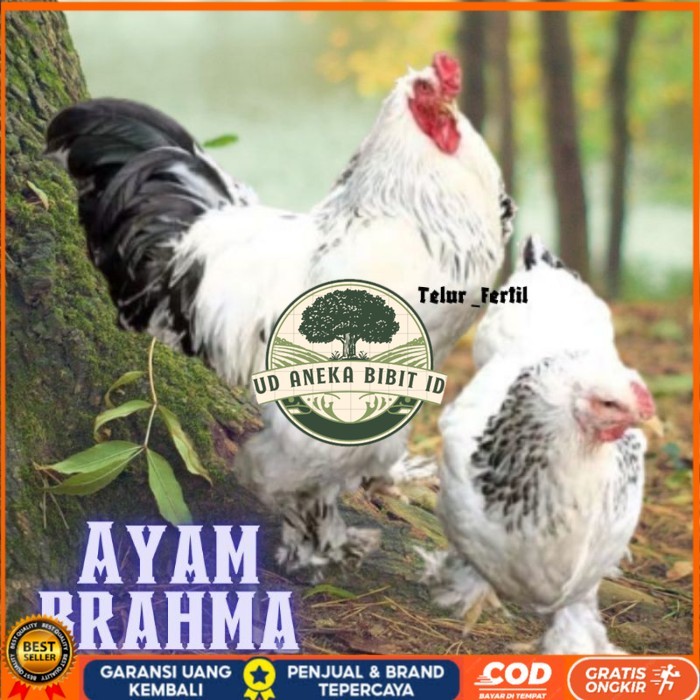 

telur ayam brahma asli bisa untuk di tetaskan vertil original berkualitas UD ANEKA BIBIT ID