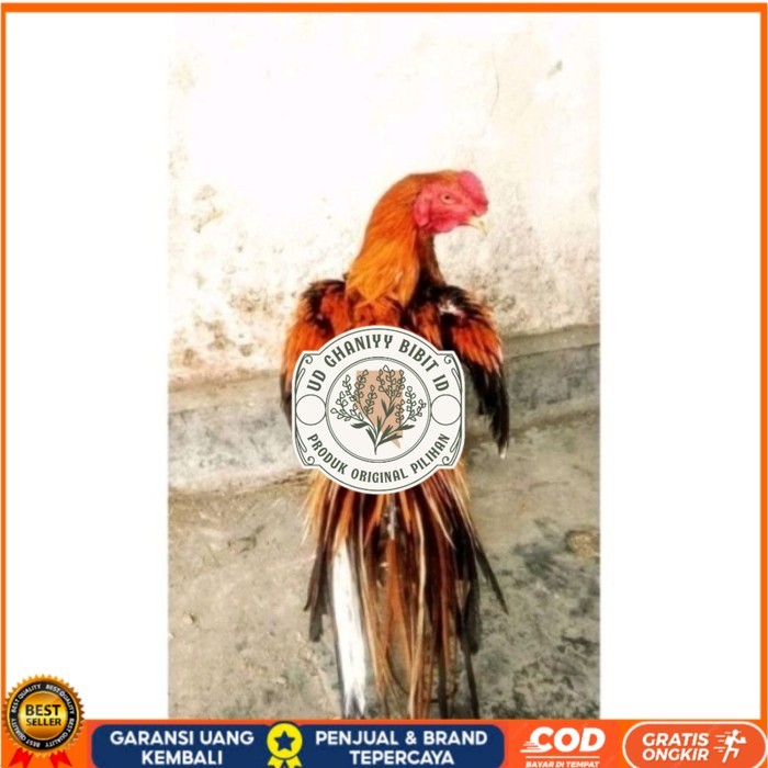 

Telor Ayam Bangkok Ekor Lidi Telur Ayam Hias Fertil hanya untuk ditetaskan - Pejantan 1 UD GHANIYY BIBIT ID