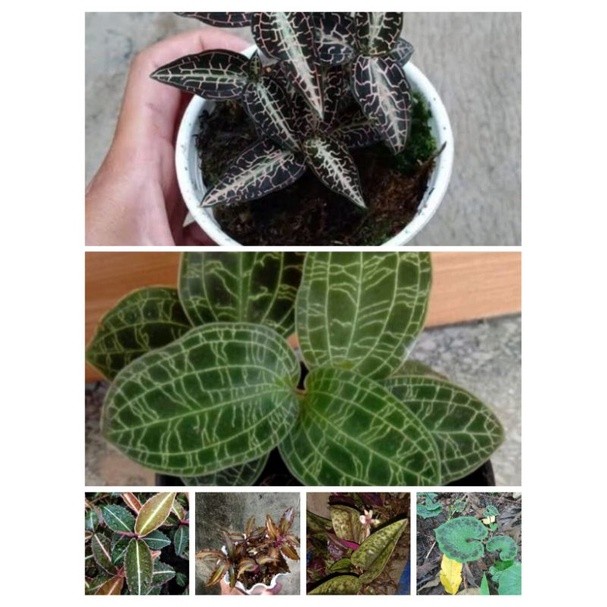 paket 6 jenis jewel orchid