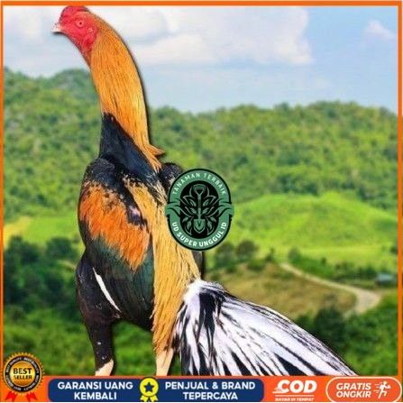 

telur ayam bangkok ekor lidi original UD_SUPER_UNGGUL_ID