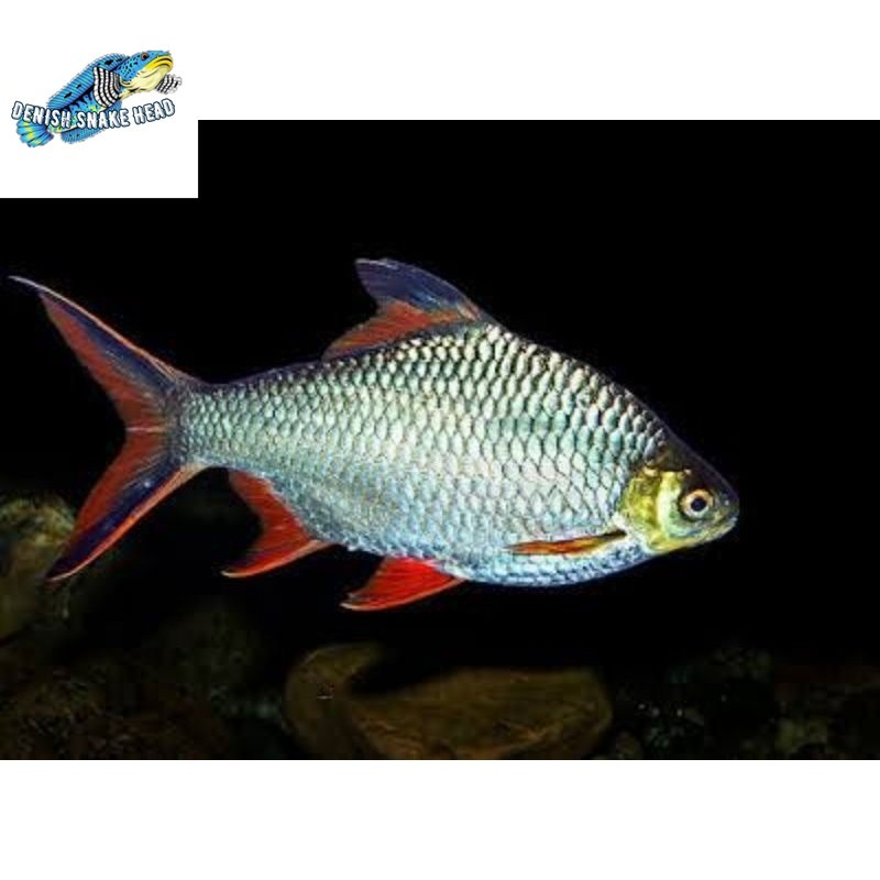 Kaviat kafiat hijau bangkok 7-8 cm