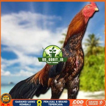 

TELUR BANGKOK RAJA FRESH FERTIL UD_GOBIT_ID