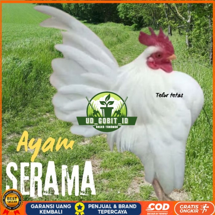 

telur ayam Serama kontes asli bisa untuk di tetaskan original berkualitas UD_GOBIT_ID
