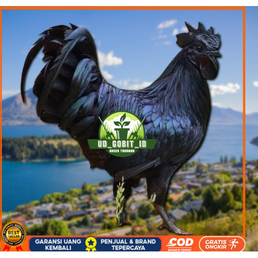 

telur ayam cemani lidah hitam (asli) bisa untuk di tetaskan super UD_GOBIT_ID