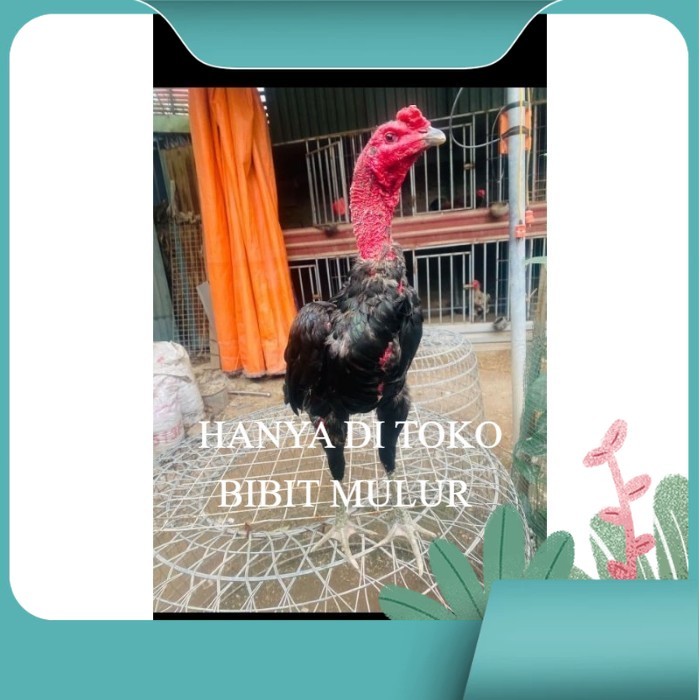 

Ganoi (telur fertill) original berkualitas