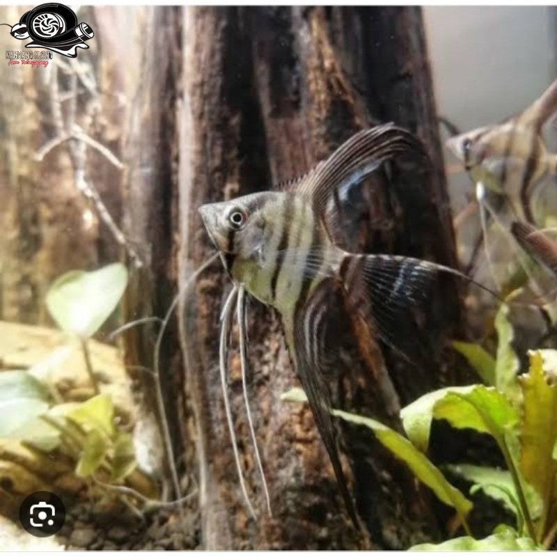 Menpis altum slayer kebutuhan akuarium manfish