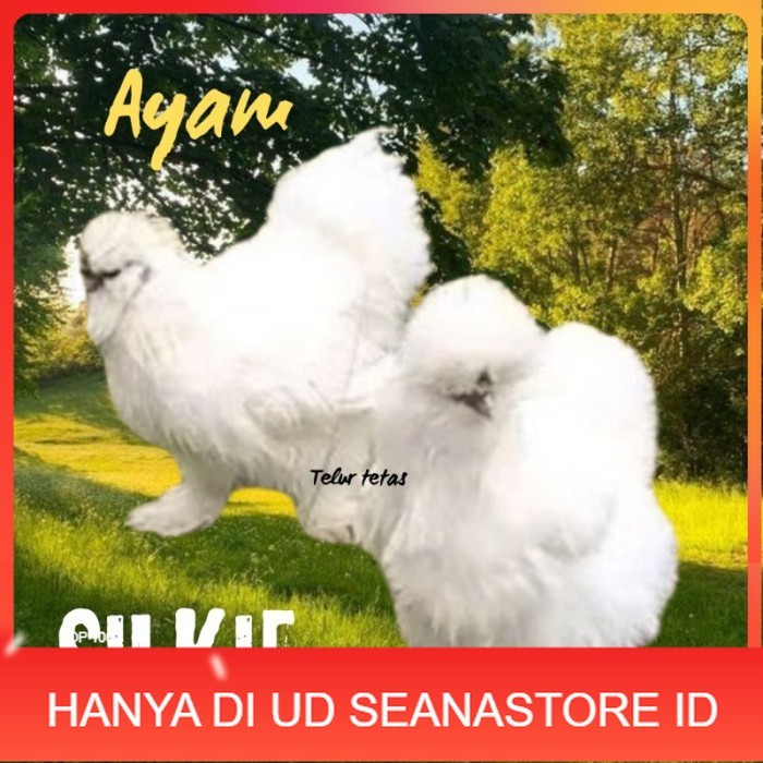 

telur ayam silkie original bisa untuk di tetaskan original berkualitas UD SEANASTORE ID