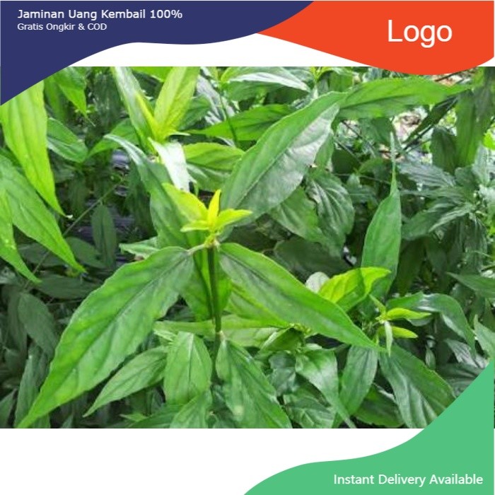 

Promo COD Daun belalai gajah fresh 1 kg segar