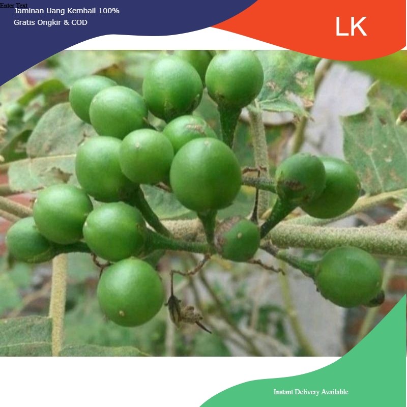 

buah takokak segar tekokak terung pipit(solanum torvum) 250g-500g