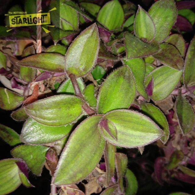 

Daun Kuping Kera Segar - Tanaman Gantung Alami