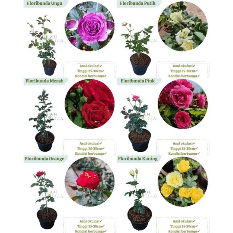 Tanaman Bunga Mawar Berbunga Bibit Tanaman Hias Berbunga Berlabel dan Bergaransi