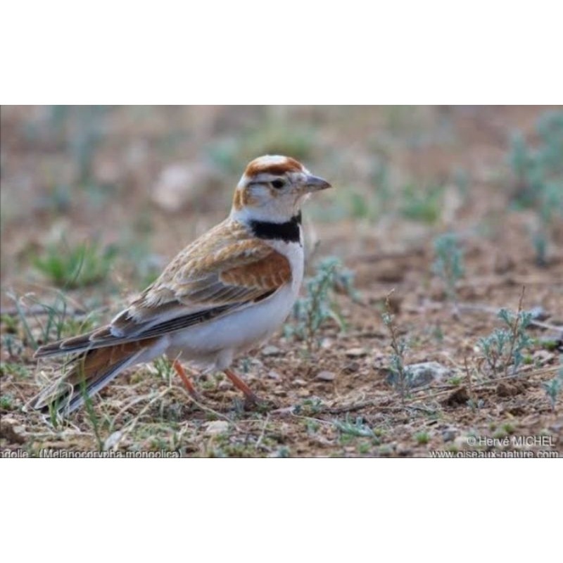 BURUNG BRANJANGAN MONGOLIA LARK JANTAN RAWATAN