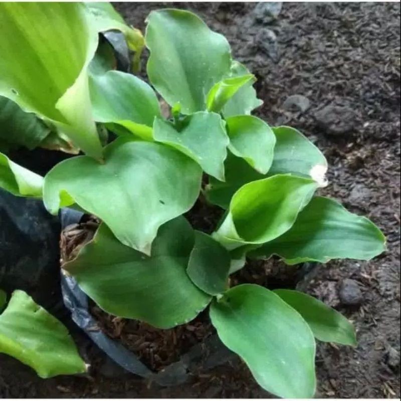 Tanaman herbal kencur, tanaman rimpang kencur