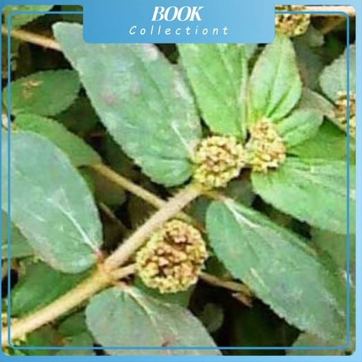 

Daun Patikan Kebo Segar 150 Gram