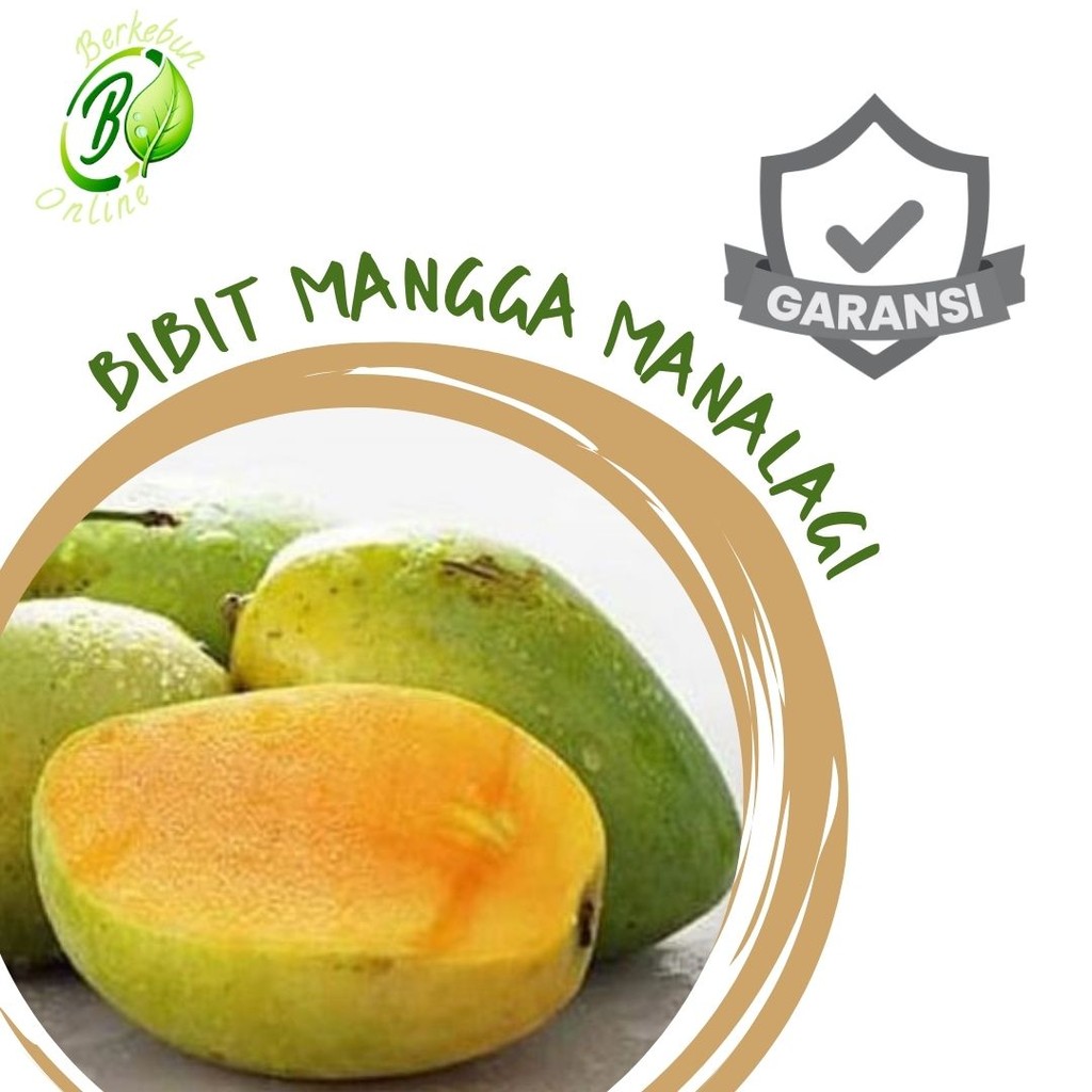 Bibit Mangga Manalagi Cangkok Madu Manis Jumbo Okulasi Super Genjah Situbondo