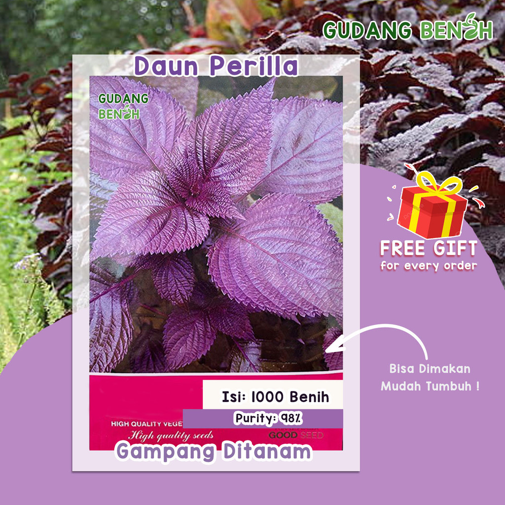 Bibit Sayuran / Bibit Tanaman Sayuran Lengkap / Tanaman Daun Perilla Berkualitas Isi 1000 Benih