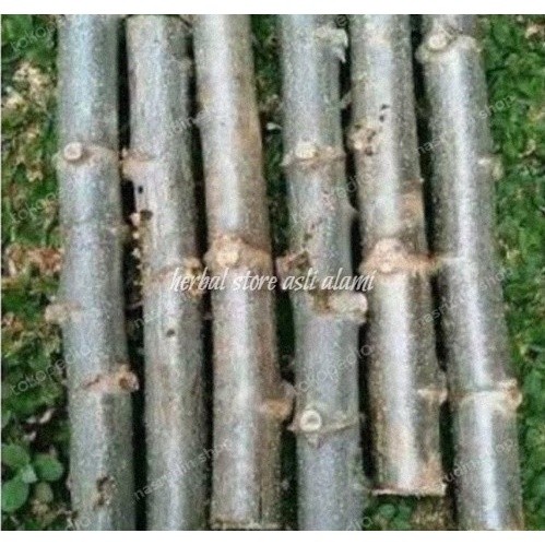 bibit stek singkong karet/bibit tanaman singkong karet